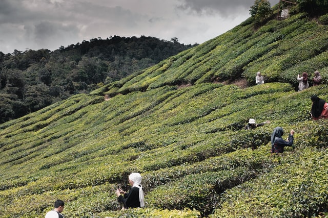 62427a9d44898186541185